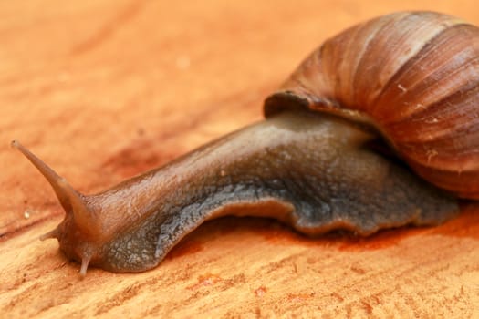 Giant snail, Scutalus, Achatina fulica. Crawling on wood in the afternoon. They have a coiled shell to protect body and Slime can made Nourishing cream. Natural animal. Slow life concept. Beautiful.