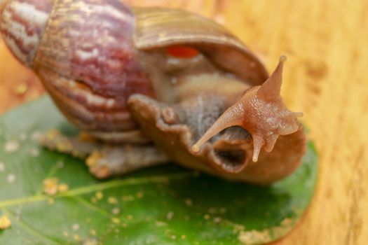 Giant African Land Snail - Achatina fulica large land snail in Achatinidae, similar to Achatina achatina and Archachatina marginata, pest issues, invasive species of snail.