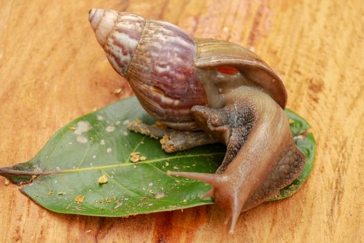 Giant African Land Snail - Achatina fulica large land snail in Achatinidae, similar to Achatina achatina and Archachatina marginata, pest issues, invasive species of snail.