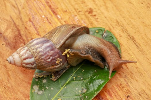 Beautiful patterned brown snail crawls on a wooden surface. Giant african snail.