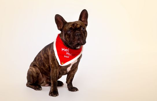 A Studio shot of small dog on a white background