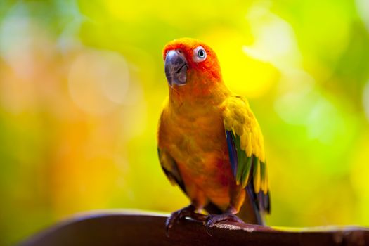 Colorful parrot
