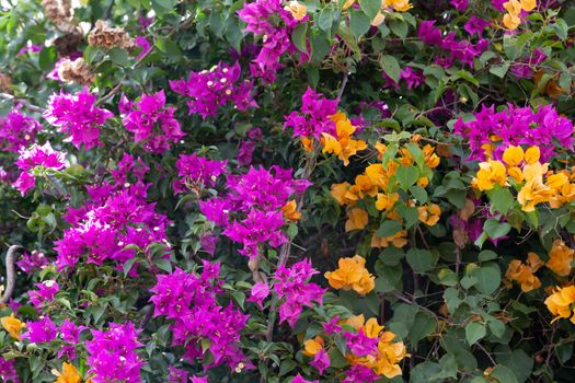 Colorful plants and flowers on the island of Madagascar