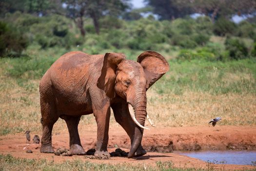Elephants in the savannah near a water hole comes to drink