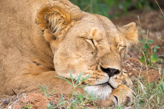 A lioness is slepping in the gras of the savanna