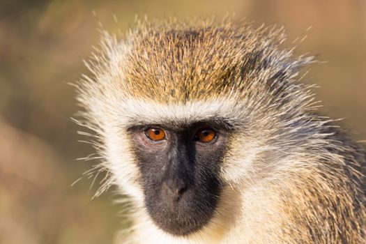 A portrait of a monkey in the savannah of Kenya