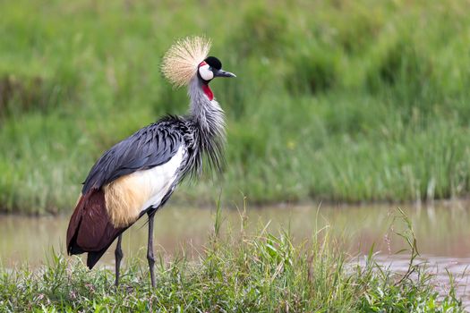 One gray-necked crowned crane stands on the bank of a river