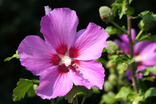 One beautiful pink flower surrounded by green branches