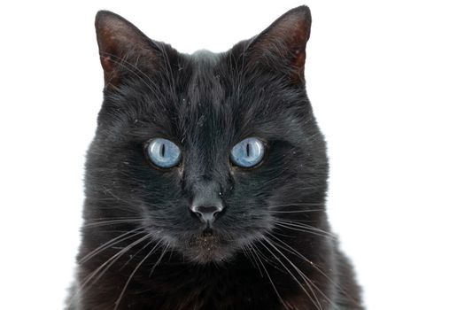 Beautiful black cat poses on a white background