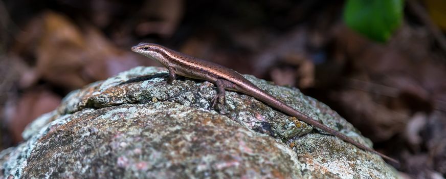 Small lizard on the stone with a beautiful color