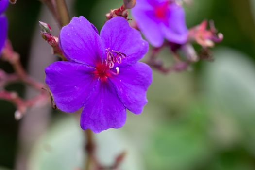 The Exotic flowers of the island of Madagascar