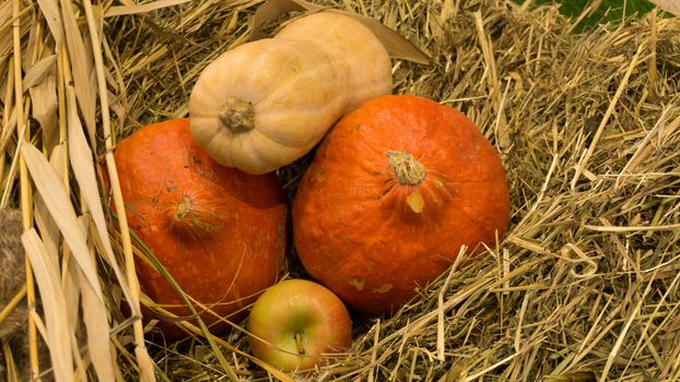 Several pumpkins and an apple lying on a straw