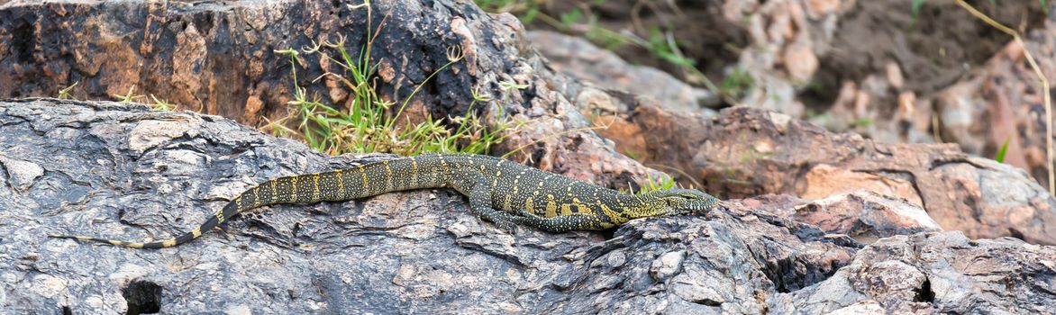 One crocodile lies on the stones near the water