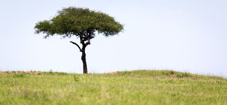 A big tree in the middle of the Kenyan savanna