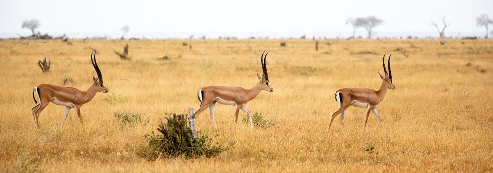 Some antelopes in the grassland of the savannah of Kenya
