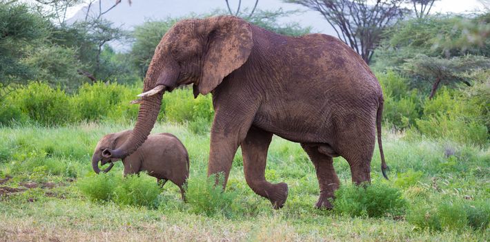 Some elephants walk among the trees and shrubs