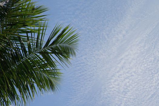 Bly sky with clouds and a green palm leave