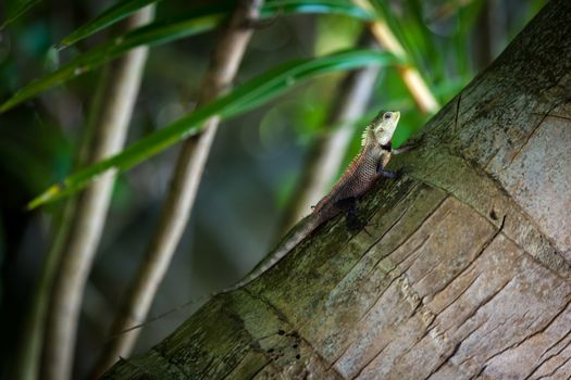 Small lizard on a palm tree
