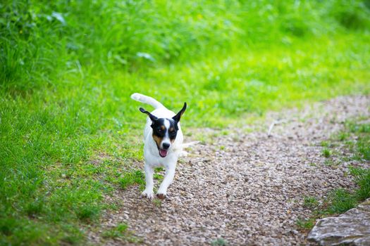 One small dog is playing on a green meadow
