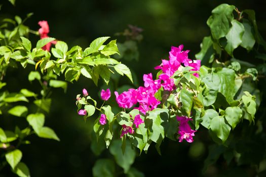 Colorful flowers on the bushes