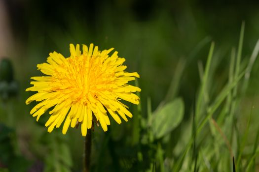 One Yellow dandelion in green grass in the meadow