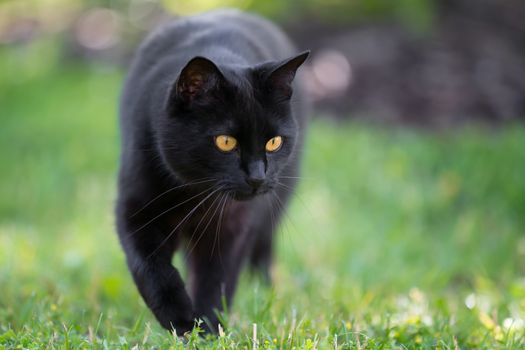 Black cat is walking