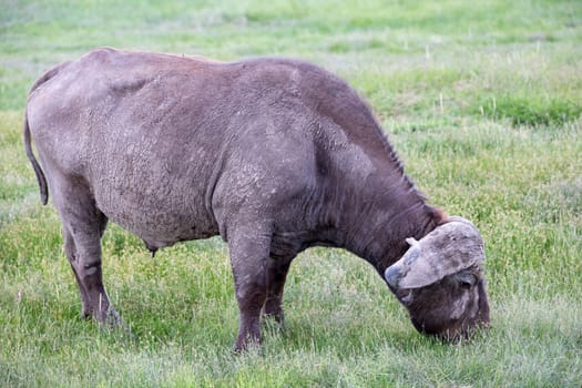 A big buffalo in the grassland of the savannah