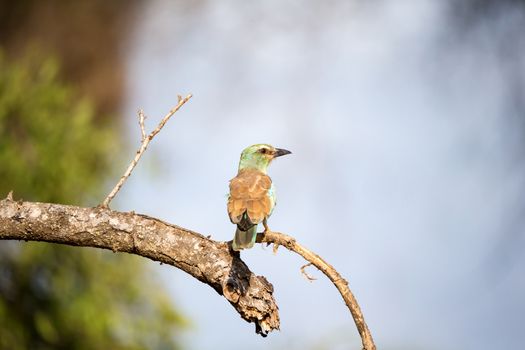 A very colorfull bird is sitting on the tree in the savannah in Kenya