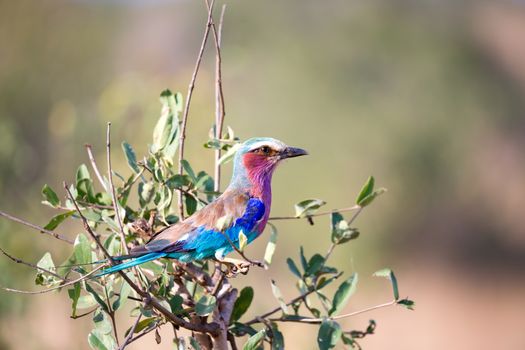 A very colorfull bird is sitting on the tree in the savannah in Kenya