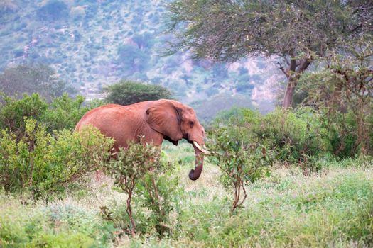 One big red elephant standing between the bush