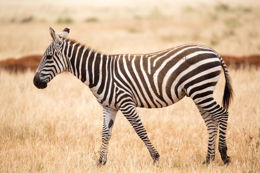 Zebra standing or walking throught the grassland