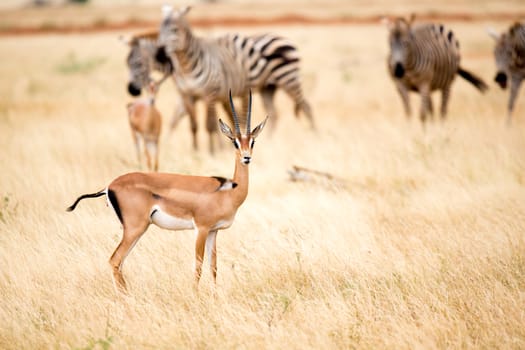 One antelope and some zebras in the savannah of Kenya