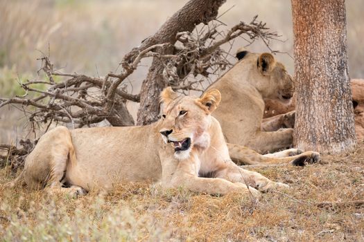 Some lions rest in the shade of a tree