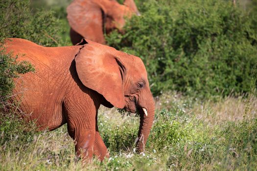 A family of red elephants is walking between the bush