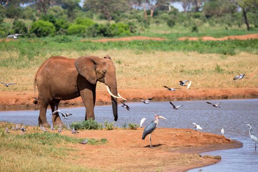 Waterhole in the savannah with some red elephants