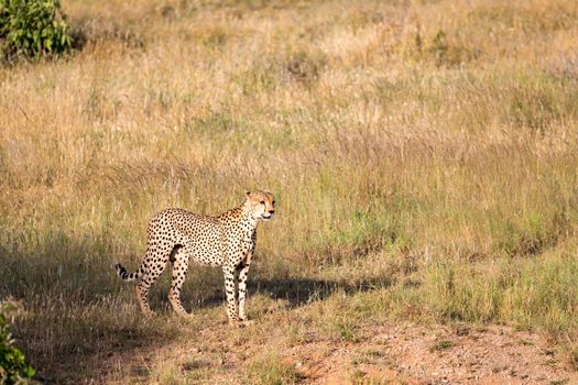 A Cheetah in the grassland of the savannah in Kenya