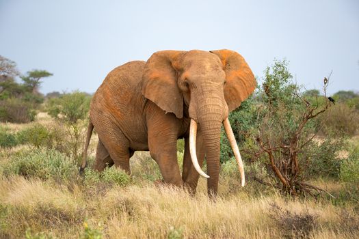 One elephant is walking between the bush