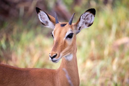 One antelope is standing beween the plants in the savannah