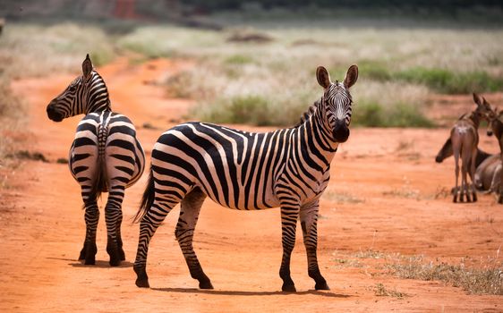 Some zebras in the grass landscape of the savannah of Kenya