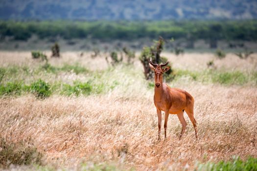 The antelope in the grass landscape of a savannah