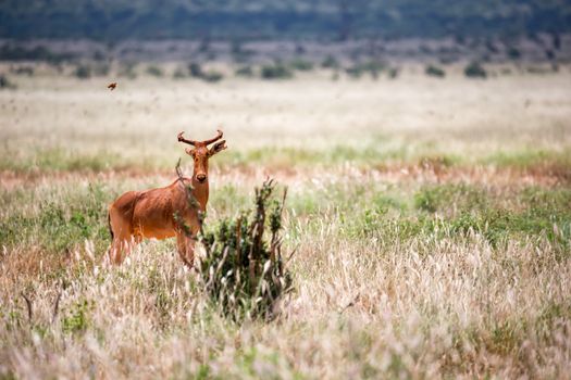 The antelope in the grass landscape of a savannah
