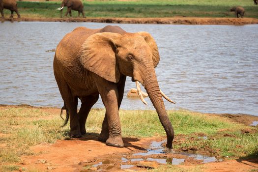 One red elephant drinks water from a water hole