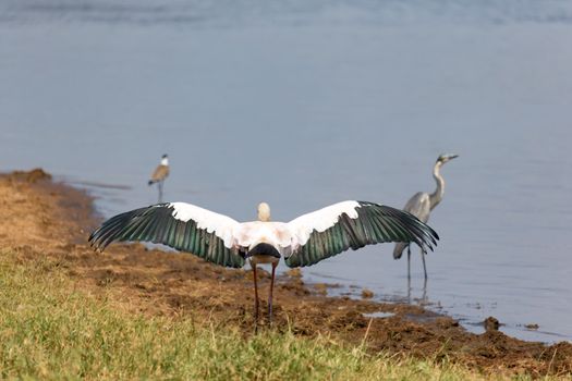 The big bird marabou has spread its wings to dry