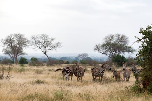 A lot of zebras are standing in the grass and between the trees