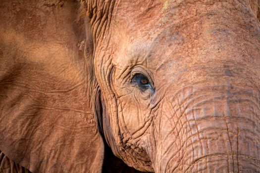 The face of one big red elephant