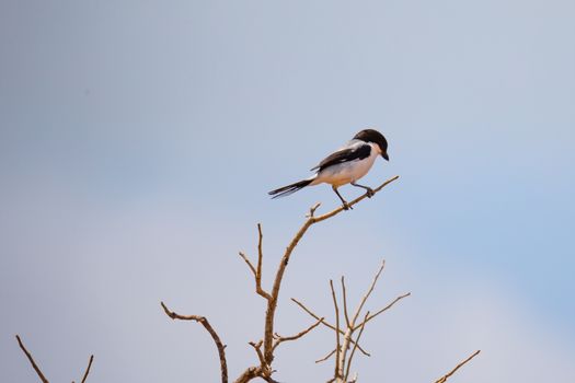 A Native Kenyan birds in their natural environment