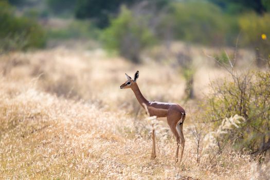 Antelope in the grassland of the savannah in Kenya