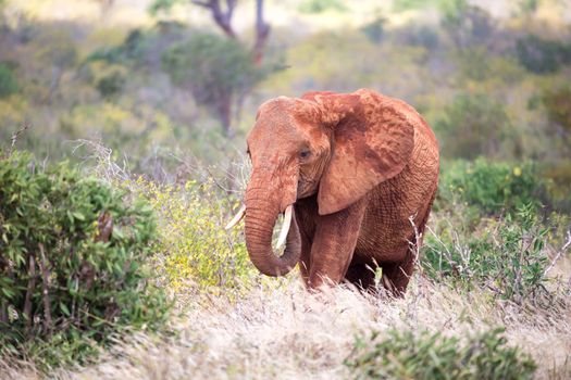 The red elephant walks among the palm trees and trees