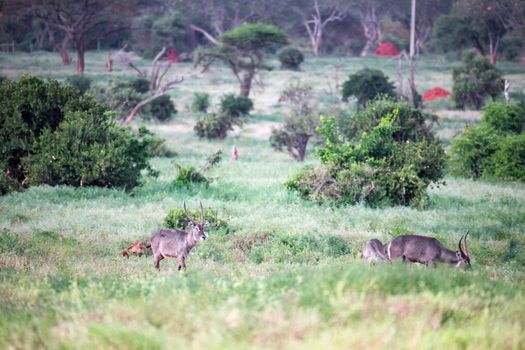 The waterbuck family is sitting in the tall grass