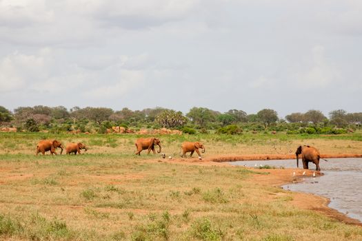 A lot of red elephants are on the waterhole